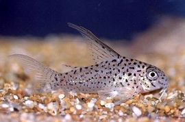 Corydoras Loretoensis / Pantsermeerval