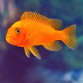 pseudotropheus coral red /malawi cichlide
