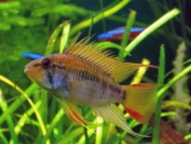 Apistogramma viejita red / Dwerg cichlide