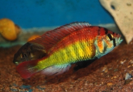 Haplochromis Red Back