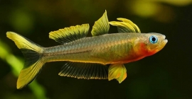 Pseudomugil furcatus / Popondetta Furcata / Regenboogvis