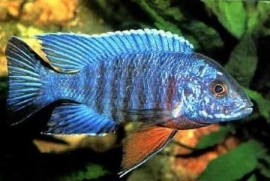 Aulonocara Turqouise