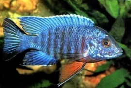 Aulonocara Nyassae Blue