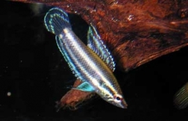 Licorice gourami - parosphromenus deissneri / Gourami