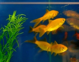 Goldfish Yellow