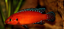 Hemichromis Exsul/ cichlide