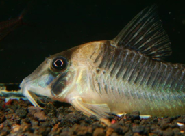 Corydoras Serratus