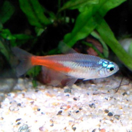 Paracheirodon Innesi Diamond/ Diamant Neontetra