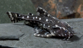 Agamyxis albomaculatus / gestippelde meerval