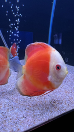 Symphysodon Aequifasciatus /  Discusvis Marlboro Red