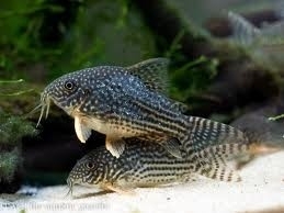 Corydoras Sterbai / Pantsermeerval