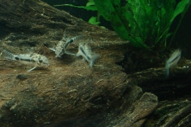 Corydoras Habrosus / Dwerg Pantsermeerval