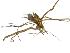Driftwood Selected DW30 - 55x39x22cm