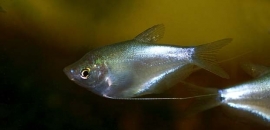 Trichogaster Microlepis / Zilver Gourami
