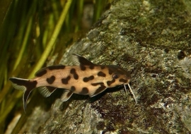 Synodontis polli white zambia