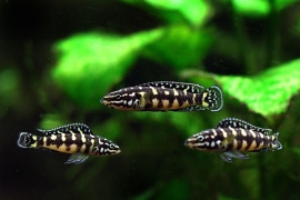 Julidochromis Marlieri / Tanganyika Cichlide