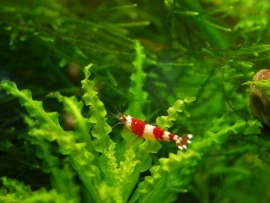 Caridina cf. cantonensis / Crystal Red