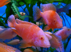 Aulonocara Fire Fish Albino