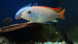 Metriaclima Zebra red/blue / Malawi Cichlide