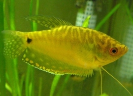 Trichogaster trichopterus gold / Goud gourami