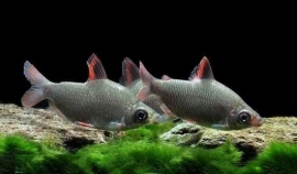 Distichodus Affinis / Zilver Distichodus