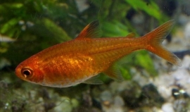 Hyphessobrycon amandae / Vuurzalmpje