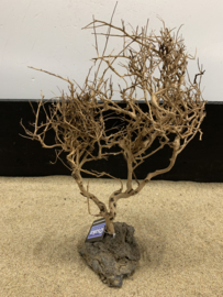 Osaka Bonsai Tree nr 18 - 36x12x47cm - aquascaping boom