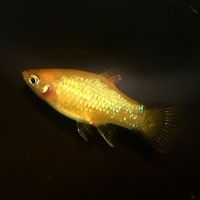 Xipho. maculatus gold /Platy goud