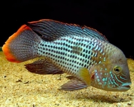 Aequidens rivulatus / Goudzoom Acara