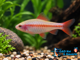 Capoeta Titteya / Sherry barbeel Albino