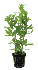 HYGROPHILA POLYSPERMA