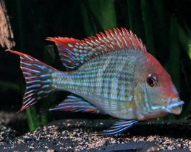 Geophagus tapajos red head