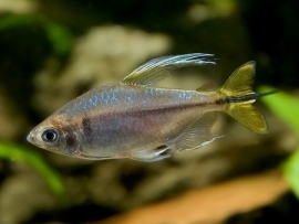 Hemigrammopetersius Caudalis / Gele Congozalm