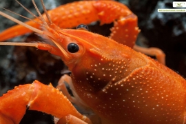 Procambarus clarkii, Neon super Orange