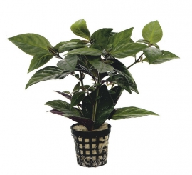 HEMIOGRAPHIS EXOTICA