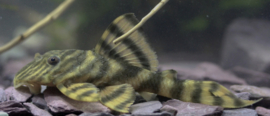 L 169 pleco atabapo