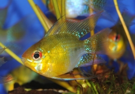 Mikrogeophagus ramirezi gold / Antennebaars goud