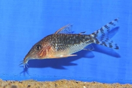 Corydoras Seussi / Pantsermeerval