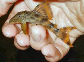 L 208 Ancistomus / Pantsermeerval