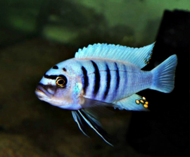 cynotilapia afra hara gallyrea reef / Malawi cichlide