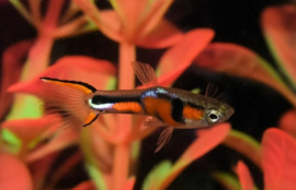 Poecilia endleri / Endler guppy