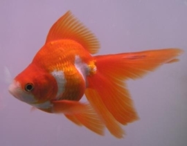 Fancy Goldfish Ryunkin