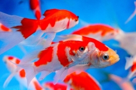 Fancy Goldfish Goudvis rood/wit Sluierstaart