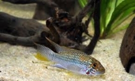 Apistogramma Kelleri / dwegcichlide