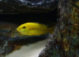 labidochromis  caeruleus Yellow / Malawi cichlide