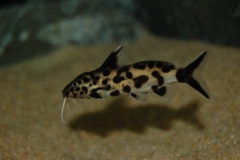 Synodontis polli white zambia