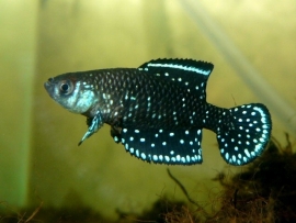 Austrolebias Nigripinnis / Blackfin Pearlfish