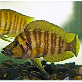 Altolamprologus compressiceps / Tanganyika Cichlide