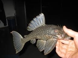 L 330 Panaque / watermeloenpleco