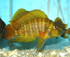 Lamprologus compressiceps redfin / Tanganyika Cichlide
